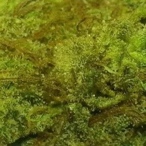 Blue Dream