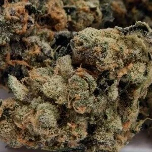Cheese