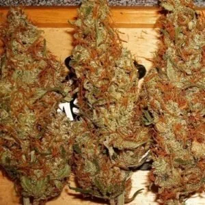LA Confidential