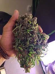 buy blackberry kush