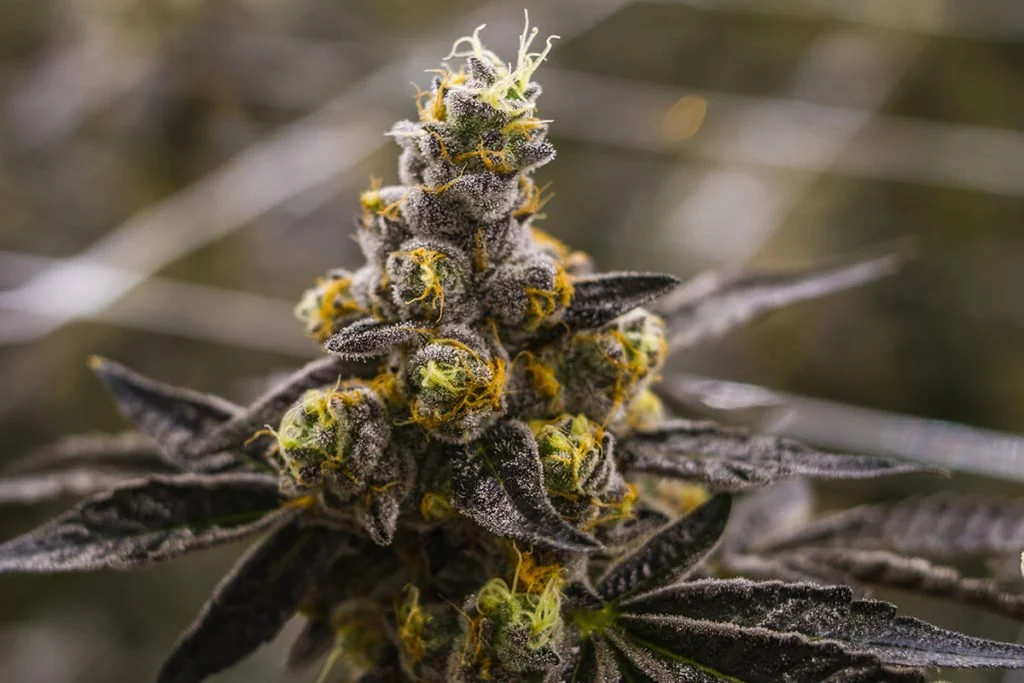 Cherry Pie Weed Strain