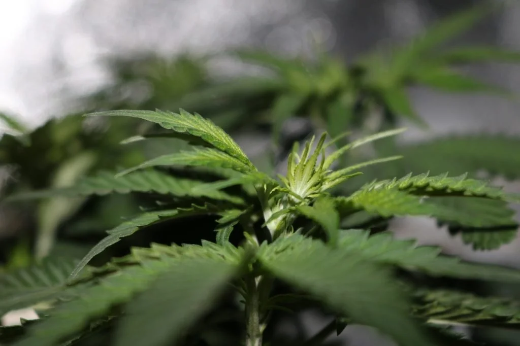 acquistare ganja in Europa